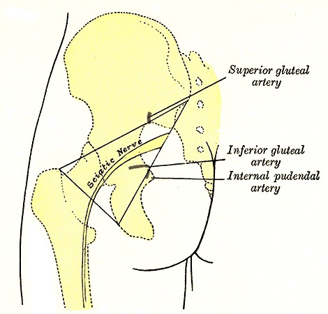 Figure 12. Surface markings of the gluteal region: the superior and inferior gluteal arteries, the internal pudendal artery and the sciatic nerve at the greater sciatic notch. Gray’s Anatomy plate 1244 (public domain), via Wikimedia Commons.