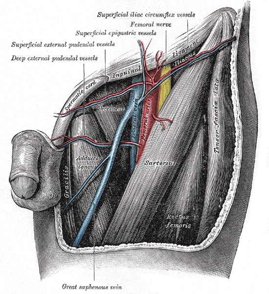 Figure 13. The femoral triangle and the superficial branches of the femoral vessels below the inguinal ligament (the inferior epigastric and external iliac systems that form the corona mortis anastomosis across the superior pubic ramus). Gray’s Anatomy plate 549 (public domain), via Wikimedia Commons.