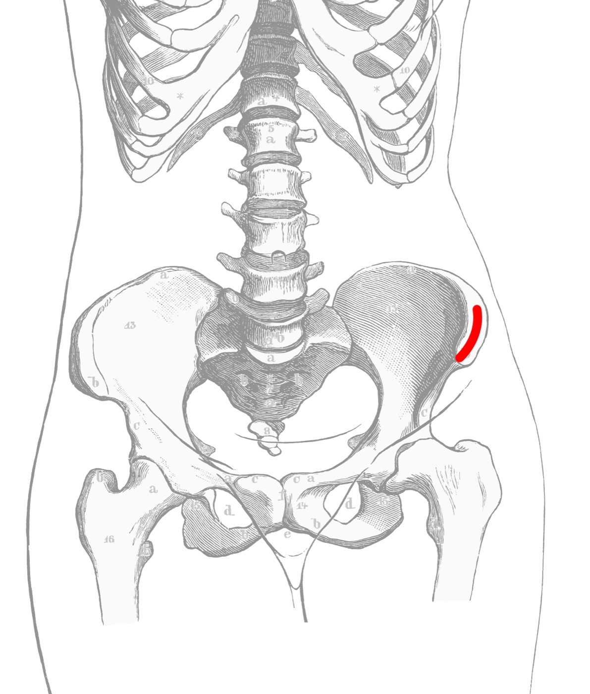 Figure 14. Donor site for anterior iliac-crest bone graft (highlighted). Public domain (after Kollmann), via Wikimedia Commons.