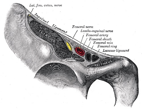 Figure 15. Structures passing behind the inguinal ligament: iliopsoas, the femoral nerve, the external iliac/femoral vessels and the lateral femoral cutaneous nerve, the contents of the windows of the ilioinguinal approach. Gray’s Anatomy plate 546 (public domain), via Wikimedia Commons.