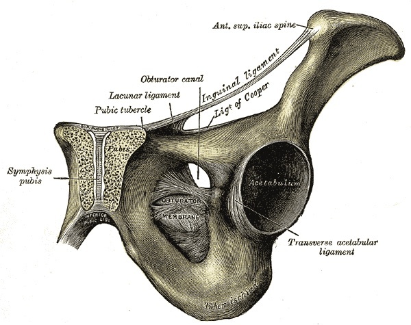 Figure 16. The superior pubic ramus with the inguinal, lacunar and pectineal (Cooper’s) ligaments, the obturator canal and the acetabulum. Gray’s Anatomy plate 435 (public domain), via Wikimedia Commons.