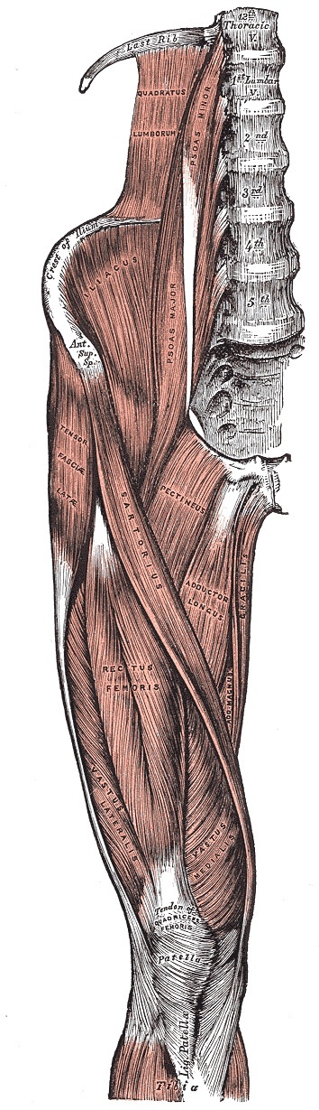 Figure 17. The iliopsoas (psoas major and iliacus) in the iliac fossa and anterior hip. Gray’s Anatomy plate 430 (public domain), via Wikimedia Commons.