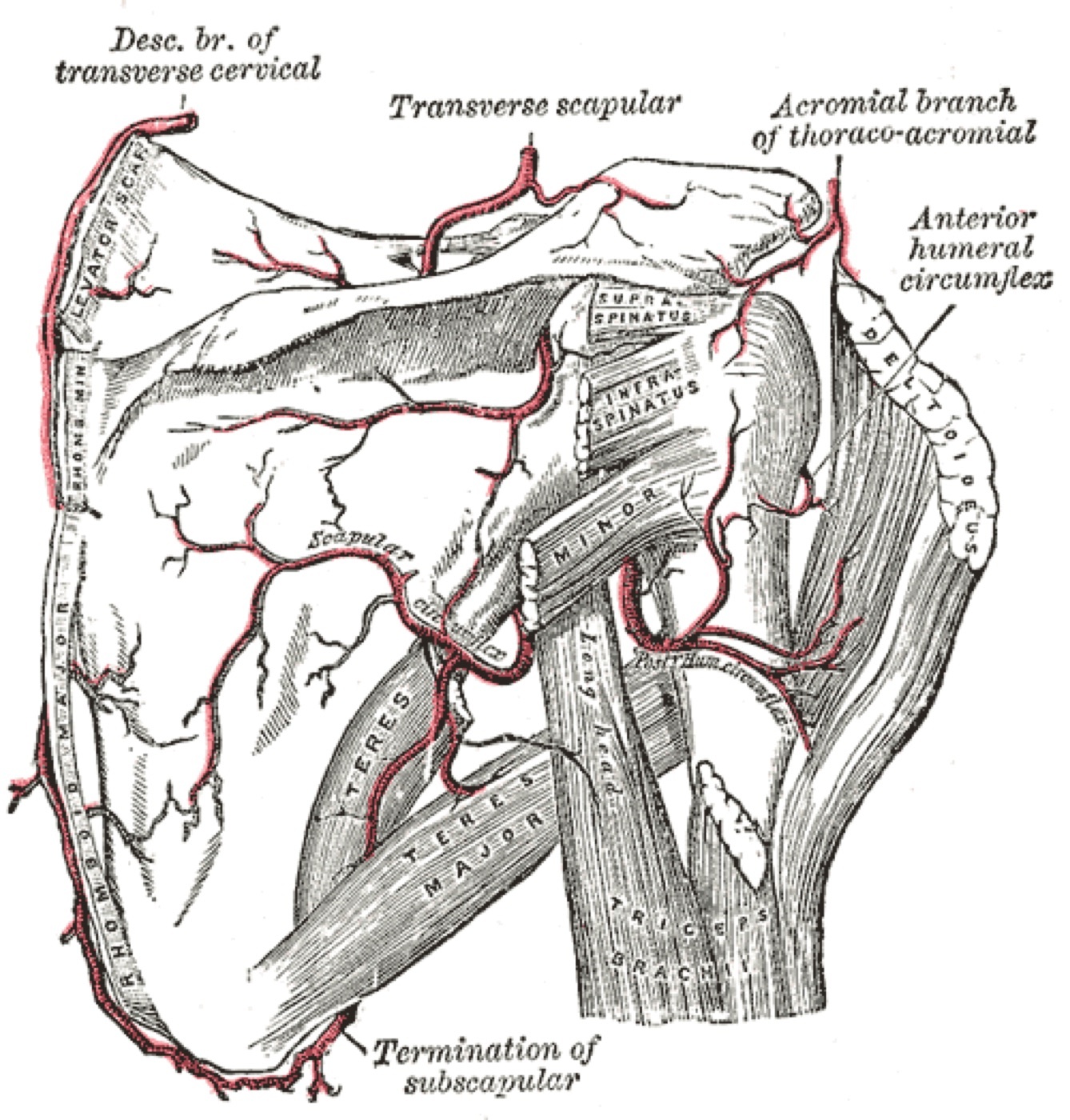 Figure 10. The anterior and posterior humeral circumflex arteries supplying the humeral head; modern work shows the posterior circumflex artery is dominant (~64% of the supply). From Gray’s Anatomy (H. V. Carter, 1918), public domain, via Wikimedia Commons.