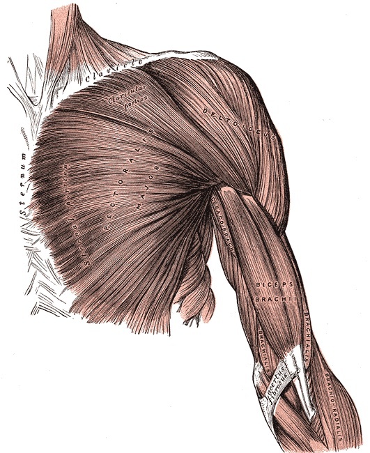 Figure 6. Superficial muscles of the anterior shoulder, the pectoralis major and deltoid, with the deltopectoral interval between them, the plane of the anterior approach. Gray’s Anatomy (1918), public domain, via Wikimedia Commons.