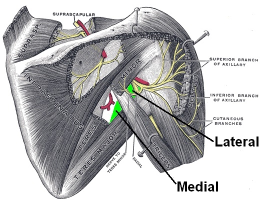 Figure 8. The posterior shoulder showing the suprascapular nerve and the axillary nerve passing through the quadrangular (quadrilateral) space with the posterior circumflex humeral artery, the key danger of the lateral and posterior approaches. After Gray’s Anatomy, public domain, via Wikimedia Commons.