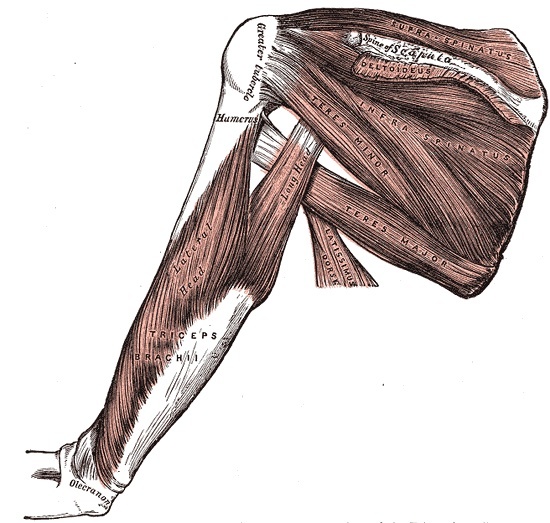 Figure 9. Muscles of the posterior shoulder, the deltoid, infraspinatus, teres minor and teres major, showing the infraspinatus-teres minor interval used in the posterior approach. Gray’s Anatomy (1918), public domain, via Wikimedia Commons.