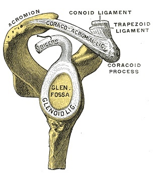 Figure 11. The glenoid fossa with the humerus removed, showing the glenoid labrum that deepens the socket and the origin of the long head of biceps, the central structures seen at arthroscopy. Gray’s Anatomy (1918), public domain, via Wikimedia Commons.