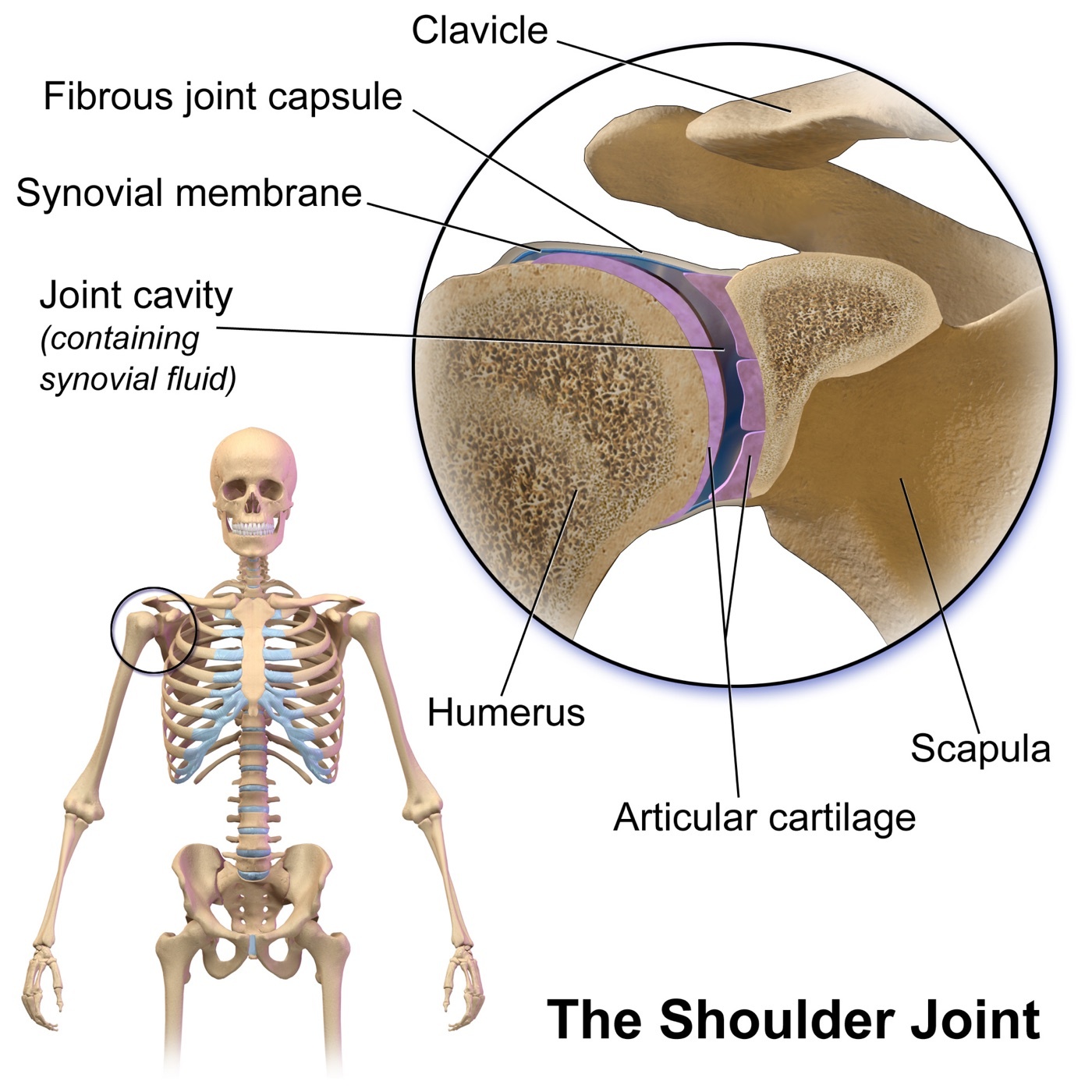 Figure 1. The glenohumeral joint: a large humeral head on a small, shallow glenoid, where most stability comes not from bone but from the capsule, labrum, and ligaments. Source: BruceBlaus / Blausen Medical 2014, via Wikimedia Commons, CC BY 3.0.