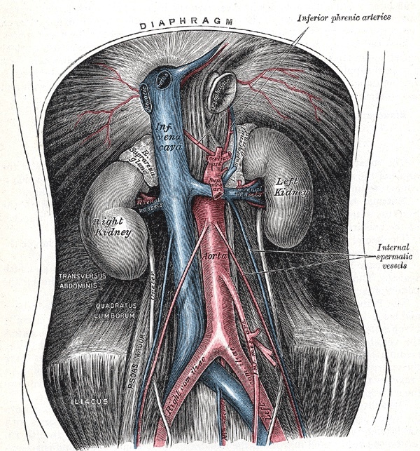 Figure 15. The abdominal aorta and inferior vena cava descending to the iliac bifurcation, with the kidneys and renal vessels: the prevertebral great vessels mobilised in the anterior and anterolateral approaches to the lumbar spine. Gray’s Anatomy (1918), public domain, via Wikimedia Commons.