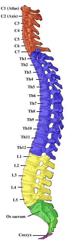 Figure 1. The vertebral column in lateral view, colour-coded into cervical, thoracic, lumbar, sacral and coccygeal regions with each level labelled. Gray’s Anatomy (1918), public domain, via Wikimedia Commons.