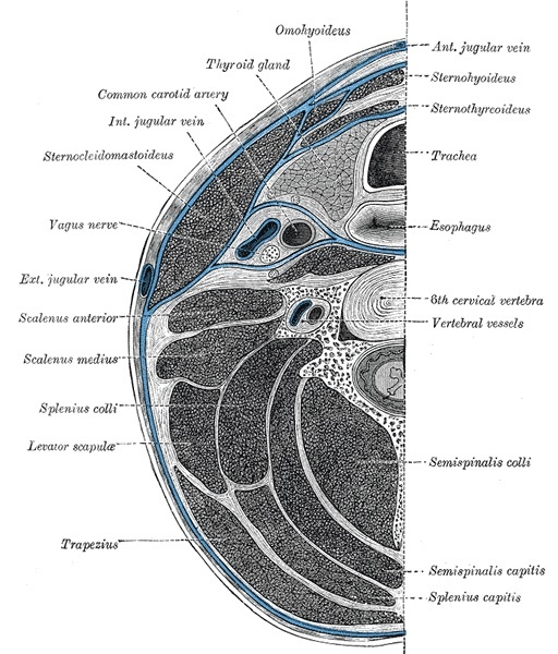 Figure 2. Transverse section of the neck at the sixth cervical vertebra: the sternocleidomastoid and carotid sheath (common carotid artery, internal jugular vein, vagus nerve) laterally, and the strap muscles, thyroid, trachea and oesophagus medially. This is the plane developed in the anterior cervical approach. Gray’s Anatomy (1918), public domain, via Wikimedia Commons.