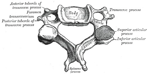Figure 3. A typical cervical vertebra seen from above, showing the body, the foramen transversarium (transmitting the vertebral artery), the transverse-process tubercles, the pedicle, lamina, articular processes and spinous process. Gray’s Anatomy (1918), public domain, via Wikimedia Commons.