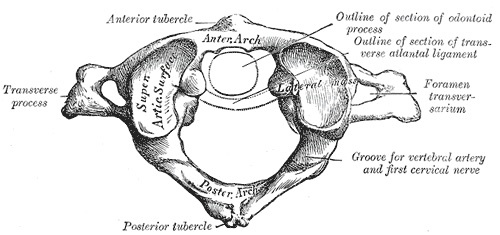 Figure 4. The atlas (C1) from above, showing the anterior and posterior arches, the lateral masses, the foramina transversaria and the groove on the posterior arch for the vertebral artery. Gray’s Anatomy (1918), public domain, via Wikimedia Commons.