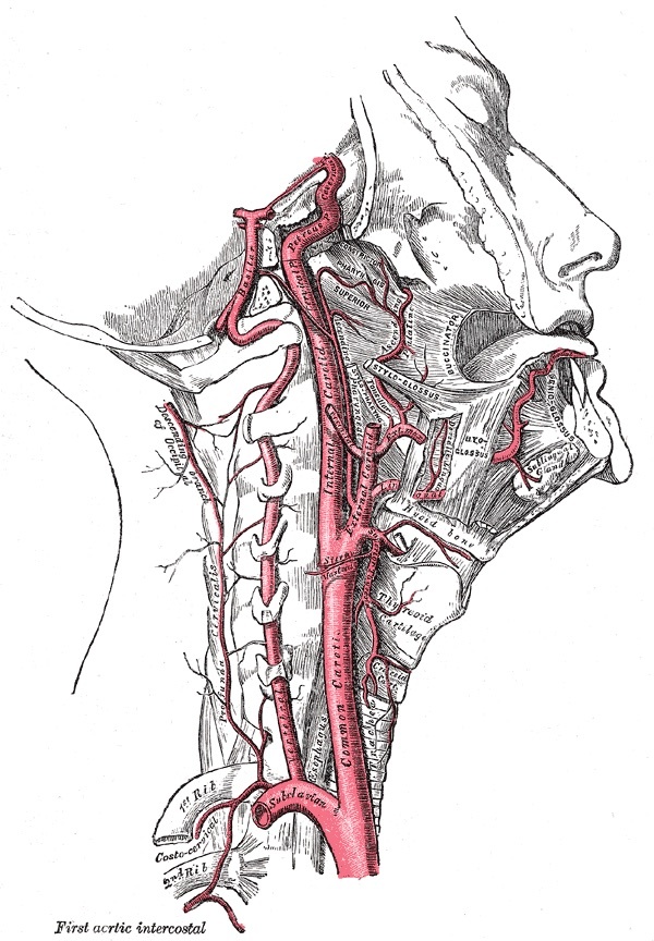 Figure 6. The internal carotid and vertebral arteries (right side); the vertebral artery ascends through the foramina transversaria of the cervical vertebrae. Gray’s Anatomy (1918), public domain, via Wikimedia Commons.