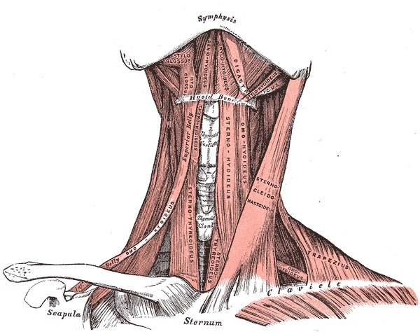 Figure 8. Anterior view of the muscles of the neck, showing the sternocleidomastoid and the strap (infrahyoid) muscles that bound the midline corridor of the anterior cervical approach. Gray’s Anatomy (1918), public domain, via Wikimedia Commons.