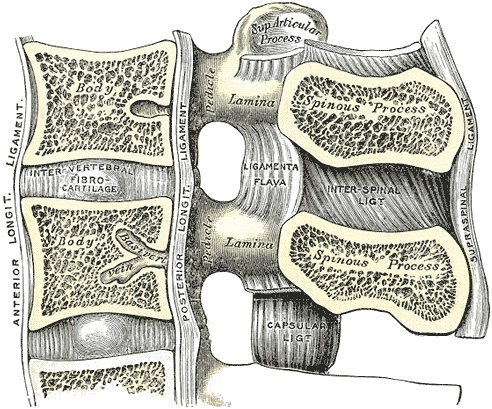 Figure 11. Median sagittal section of two lumbar vertebrae and their ligaments, showing the intervertebral disc, the anterior and posterior longitudinal ligaments, the ligamenta flava and the interspinous and supraspinous ligaments. Gray’s Anatomy (1918), public domain, via Wikimedia Commons.