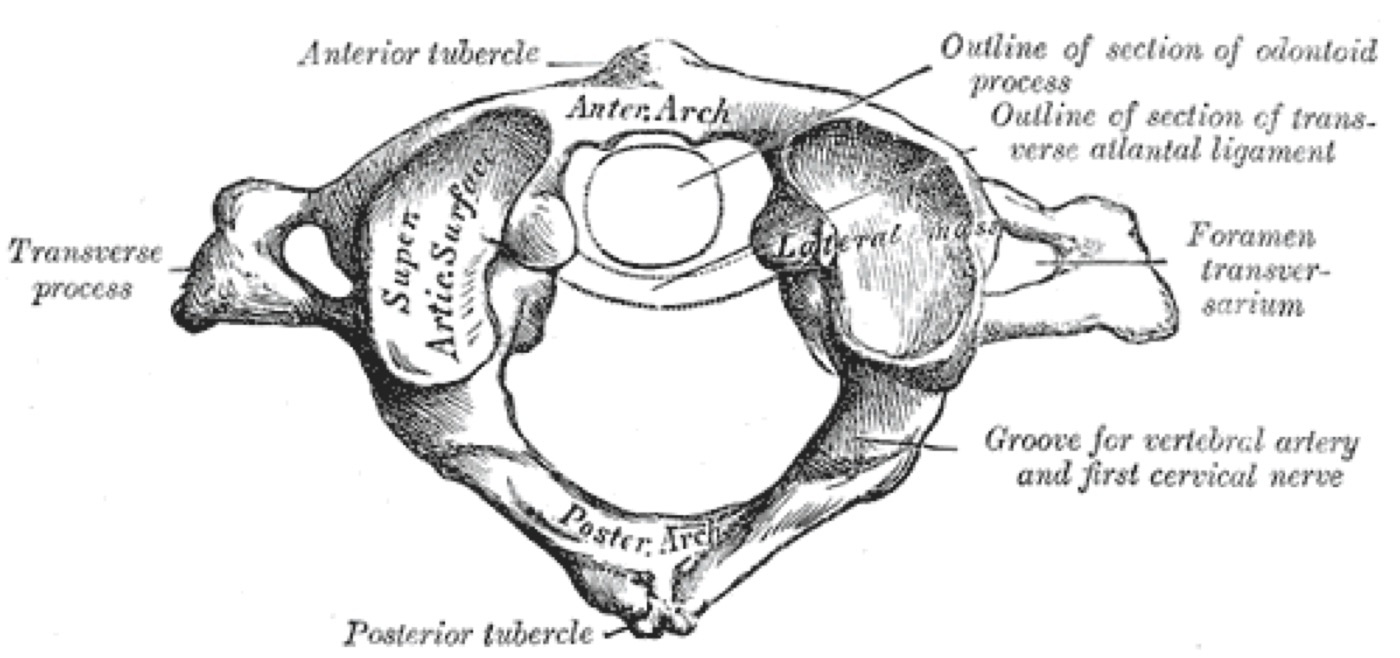 Figure 2. The first cervical vertebra (atlas, C1) from above: anterior and posterior arches, paired lateral masses, and transverse foramina. Because the ring is closed, it cannot fracture in only one place. From Gray’s Anatomy (H. V. Carter, 1918), public domain, via Wikimedia Commons.