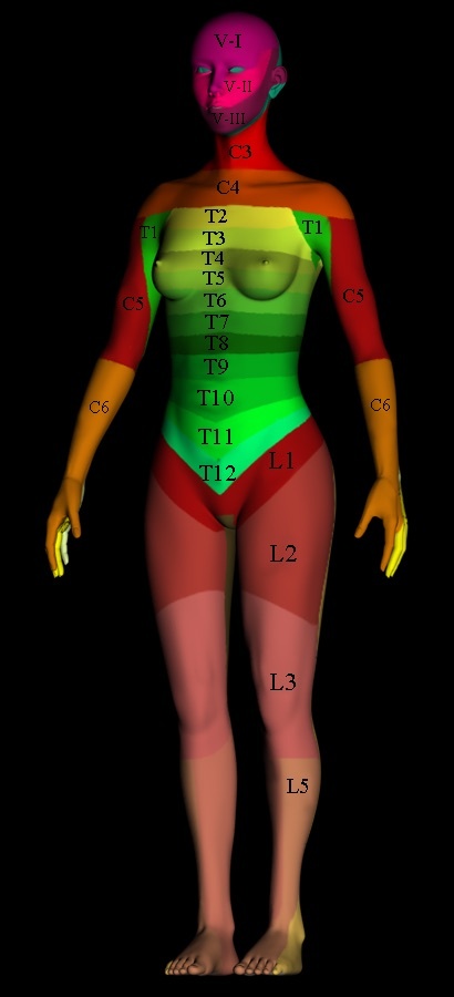Figure 1. Anterior dermatome map showing the cutaneous segmental levels used to assign the neurological level of injury in the ASIA examination. By Hy9etb, CC BY 3.0, via Wikimedia Commons.