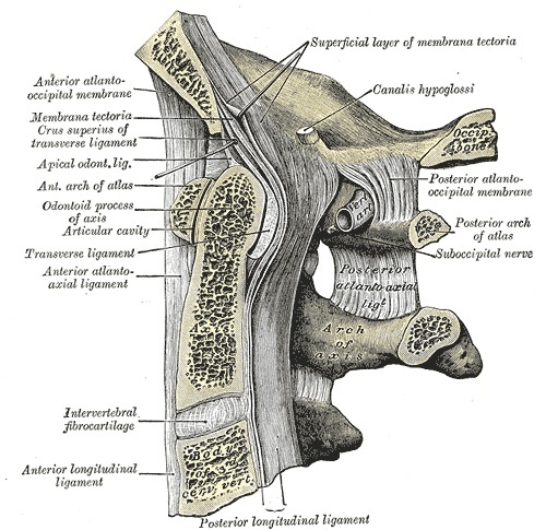 Figure 5. Median sagittal section of the occipito-atlanto-axial region showing the odontoid process (dens) and the transverse ligament that retains it against the anterior arch of the atlas. Gray’s Anatomy (1918), public domain, via Wikimedia Commons.