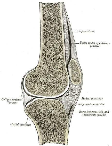 Figure 2. Sagittal section through the knee joint: the patella, suprapatellar bursa, infrapatellar fat pad, ligamentum patellae and the relations of femur, tibia and meniscus. Gray’s Anatomy (1918), Plate 350, Henry Vandyke Carter, public domain, via Wikimedia Commons.