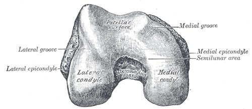 Figure 3. Distal end of the femur, inferior view: the patellar surface, the medial and lateral condyles and epicondyles, and the intercondylar fossa. Gray’s Anatomy (1918), Plate 246, public domain, via Wikimedia Commons.