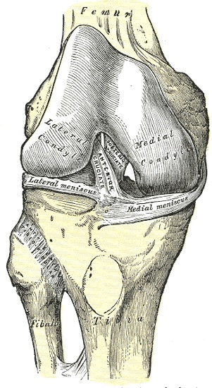 Figure 4. Right knee joint from the front, capsule removed: the anterior cruciate ligament, the medial and lateral menisci and the transverse ligament. Gray’s Anatomy (1918), Plate 347, public domain, via Wikimedia Commons.