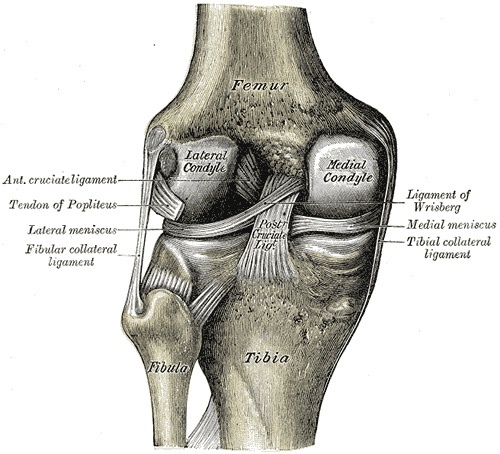 Figure 5. Right knee joint from behind, capsule removed: the anterior and posterior cruciate ligaments, the menisci, the tibial and fibular collateral ligaments and the popliteus tendon. Gray’s Anatomy (1918), Plate 348, public domain, via Wikimedia Commons.