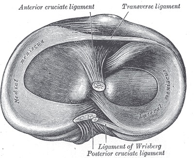 Figure 6. Superior surface of the tibial plateau: the medial and lateral menisci with the tibial attachments of the anterior and posterior cruciate ligaments. Gray’s Anatomy (1918), Plate 349, public domain, via Wikimedia Commons.