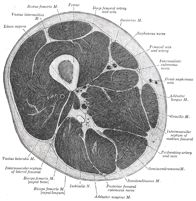Figure 7. Transverse section through the middle of the thigh: the anterior (quadriceps), medial (adductor) and posterior (hamstring) compartments separated by the intermuscular septa, with the femoral and deep femoral vessels, the saphenous nerve and the sciatic nerve. Gray’s Anatomy (1918), Plate 432, public domain, via Wikimedia Commons.