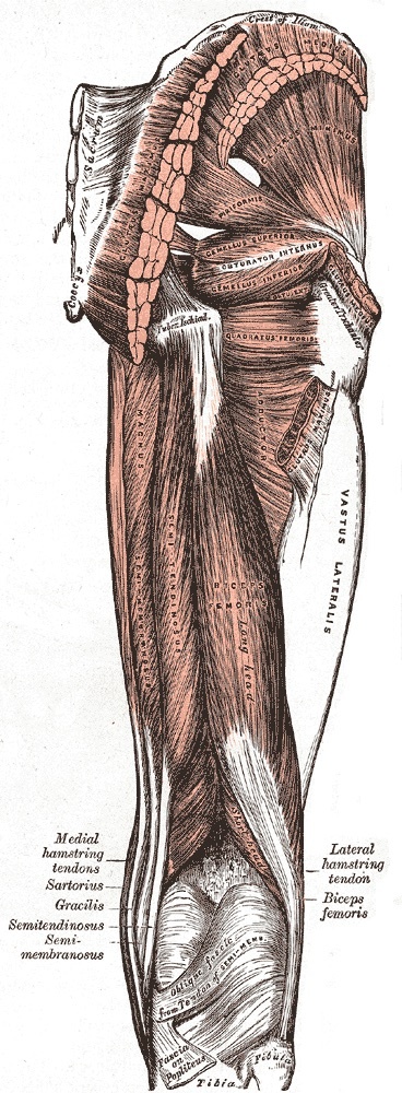 Figure 14. Muscles of the back of the thigh: biceps femoris (long and short heads), semitendinosus and semimembranosus, the hamstring tendons converging on the popliteal fossa. Gray’s Anatomy (1918), Plate 434, public domain, via Wikimedia Commons.