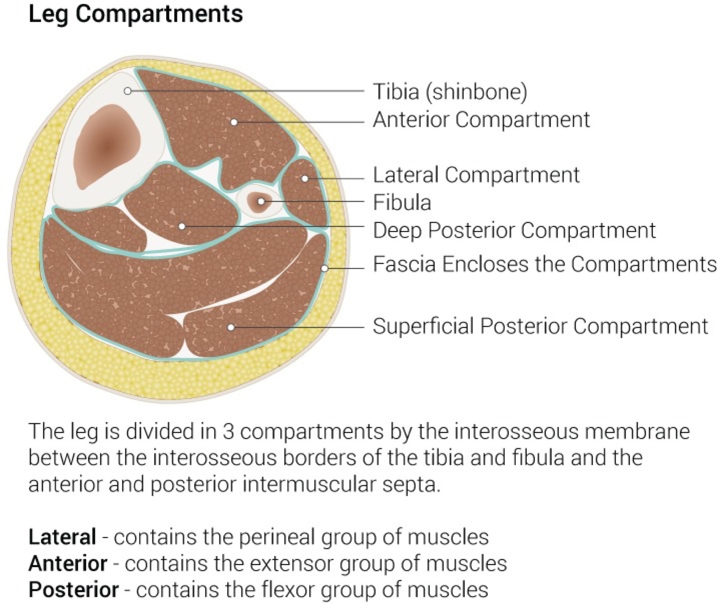 Figure 2. Transverse section of the leg showing the four fascial compartments around the tibia and fibula; the anterior compartment is the one most often affected by compartment syndrome. Illustration by Beckie Palmer (StatPearls), CC BY 4.0, via Wikimedia Commons.