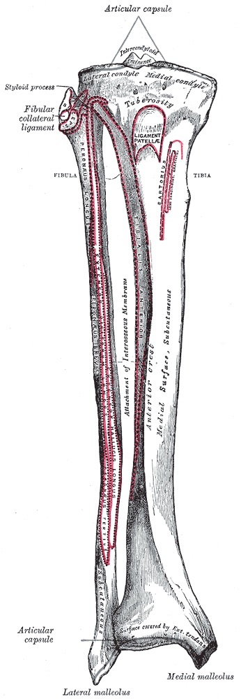 Figure 1. Bony anatomy of the proximal tibia: the lateral and medial condyles, the intercondylar eminence, and the tibial tuberosity. Gray’s Anatomy plate, public domain, via Wikimedia Commons.