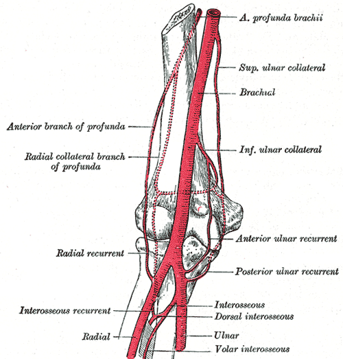 A. brachialis