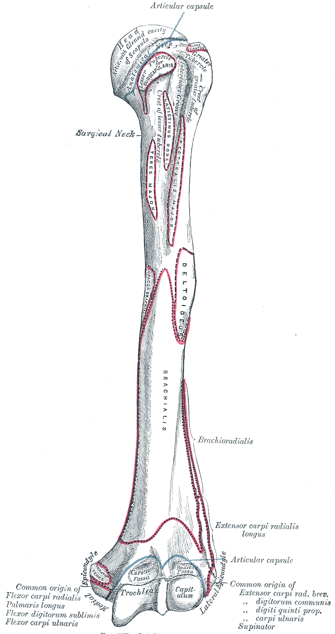 Humerus, преден изглед