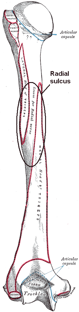 Sulcus radialis на хумеруса